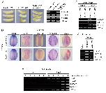 Expression Image