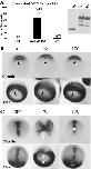 Expression Image
