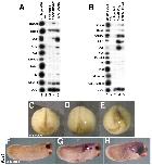 Expression Image