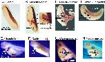 Expression Image
