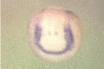 Expression Image