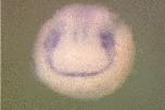 Expression Image