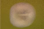 Expression Image