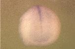 Expression Image