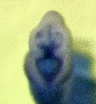 Expression Image