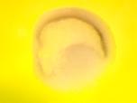 Expression Image