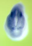 Expression Image