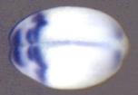 Expression Image