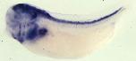Expression Image