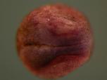 Expression Image