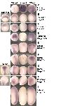 Expression Image