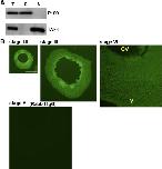 Expression Image