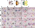 Expression Image