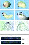 Expression Image
