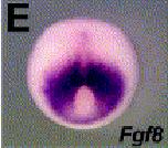 Expression Image