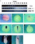 Expression Image