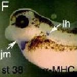 Expression Image