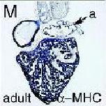 Expression Image