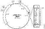 Expression Image