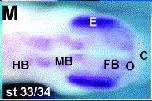 Expression Image
