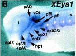 Expression Image