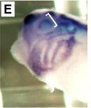 Expression Image