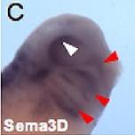 Expression Image