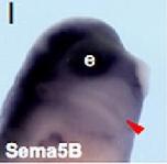 Expression Image