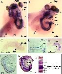 Expression Image