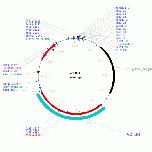 Expression Image