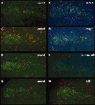 Expression Image