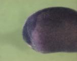 Expression Image