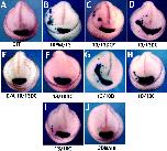 Expression Image