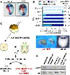 Expression Image