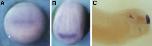 Expression Image