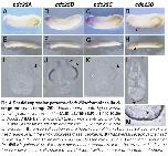 Expression Image