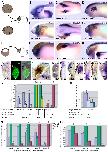 Expression Image