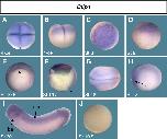 Expression Image