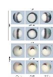Expression Image