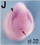 Expression Image