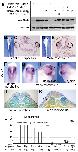 Expression Image