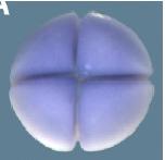 Expression Image