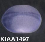 Expression Image