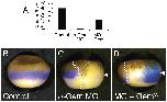 Expression Image