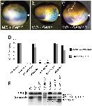 Expression Image