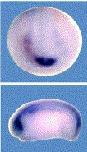 Expression Image