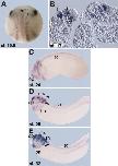 Expression Image