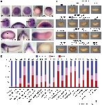 Expression Image