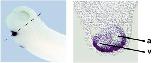 Expression Image