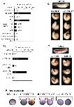 Expression Image